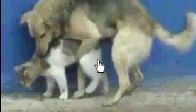 kedi ve kopek ciftlesiyor