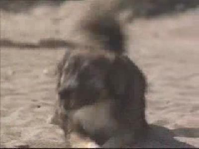 Bikini Avcısı Hırsız Köpek